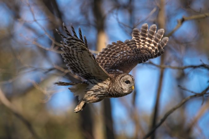 A barred owl flies through the trees.