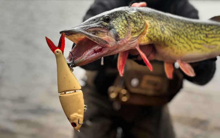 A chain pickerel with a lure in its mouth.