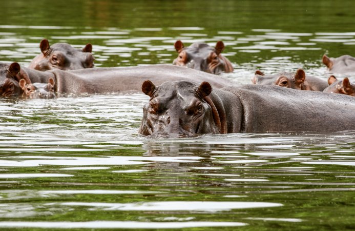 A pod of hippos in a river in Colombia.