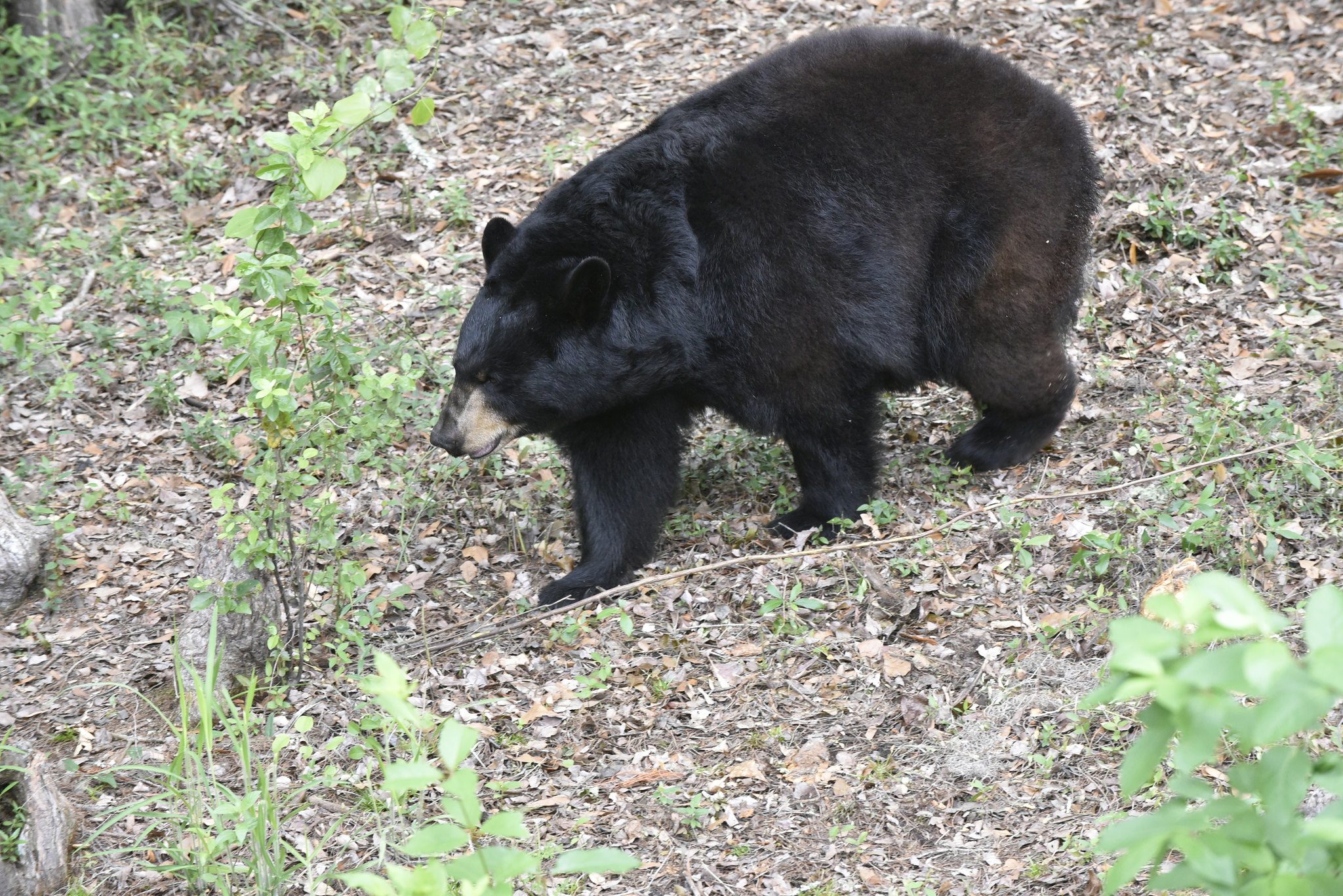 Florida black bear hunt proposed