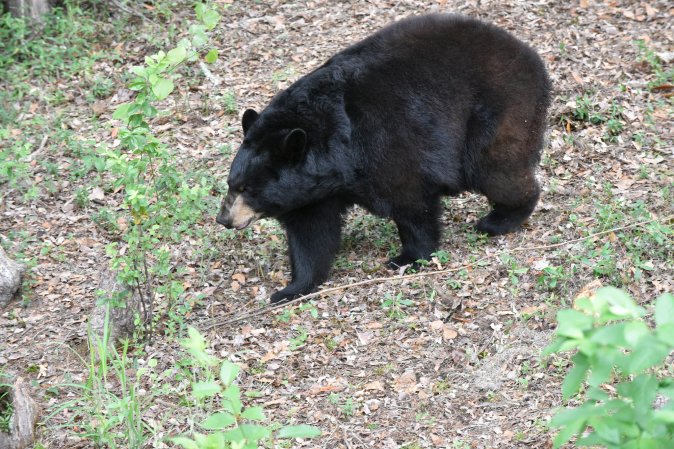 Florida black bear hunt proposed