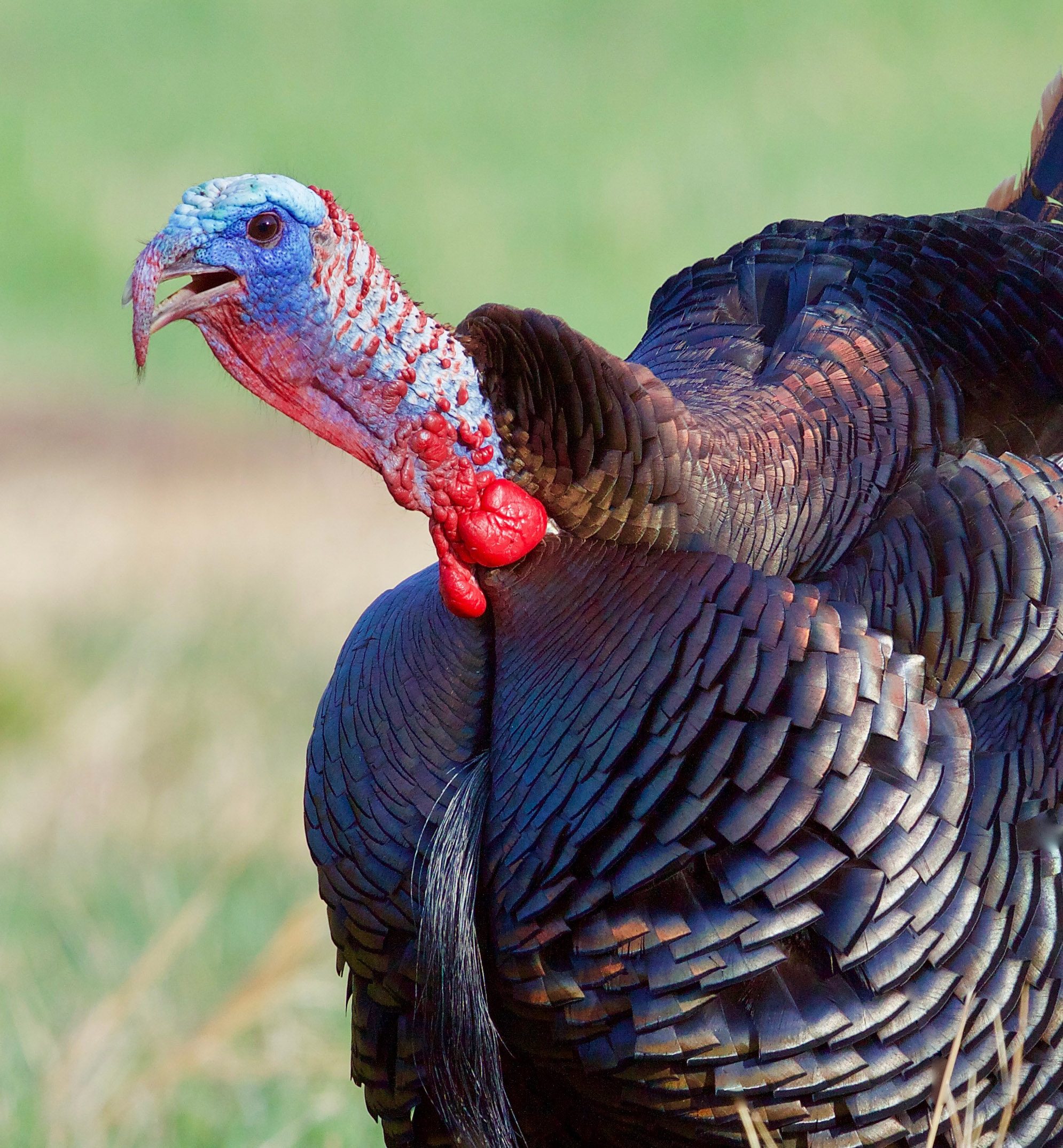 An eastern turkey gobbles