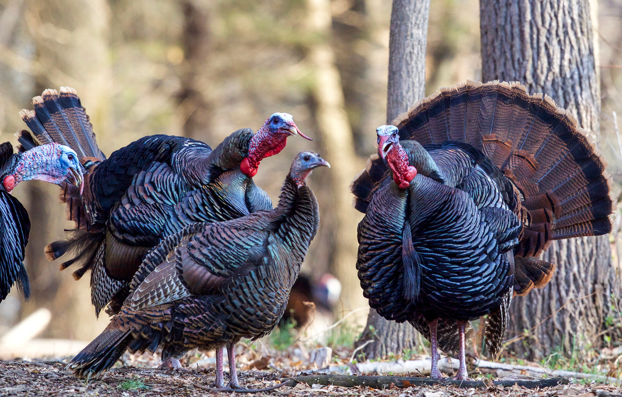 Longbeards gobble at a hen, their snoods swinging.