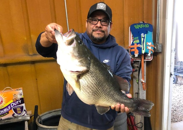 An angler holds up a massive largemouth bass.