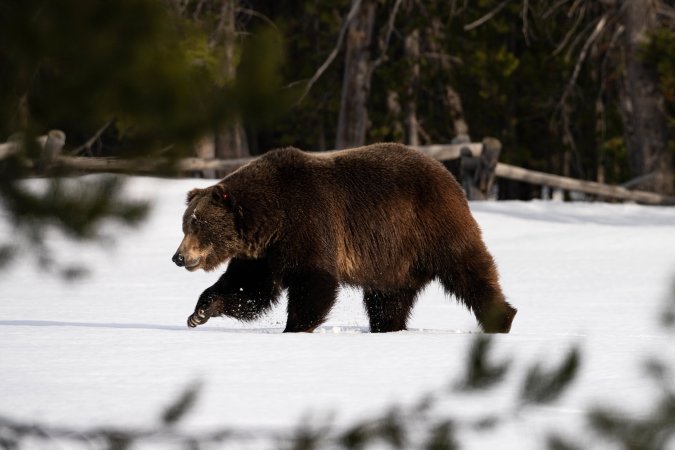 A grizzly bear walking through the woods in the snow.