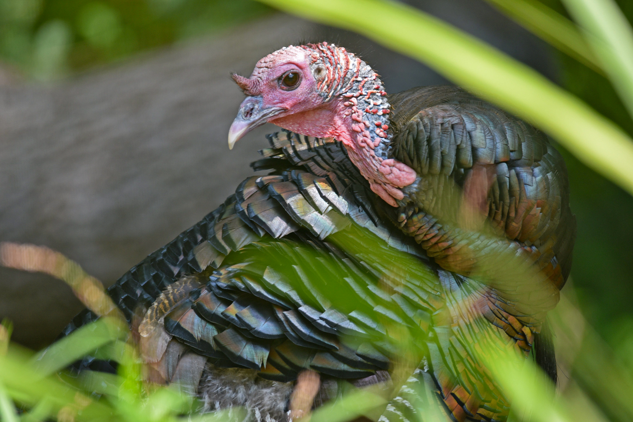 A hen turkey tucked into some spring green brush.