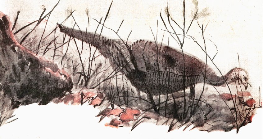 An illustration of a jake turkey walking in some brush