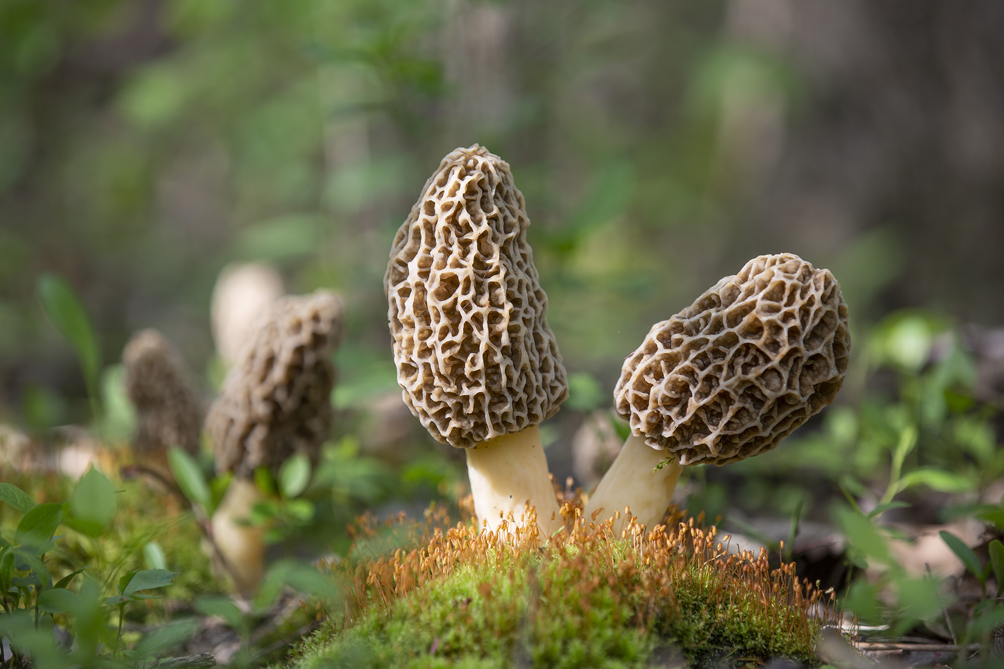 Morel mushrooms growing in moss