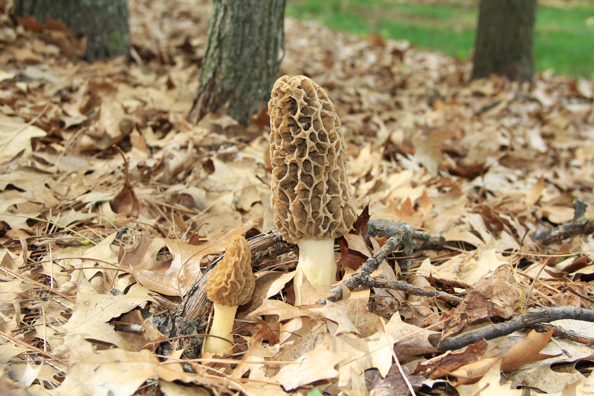 Morels in leaf litter.