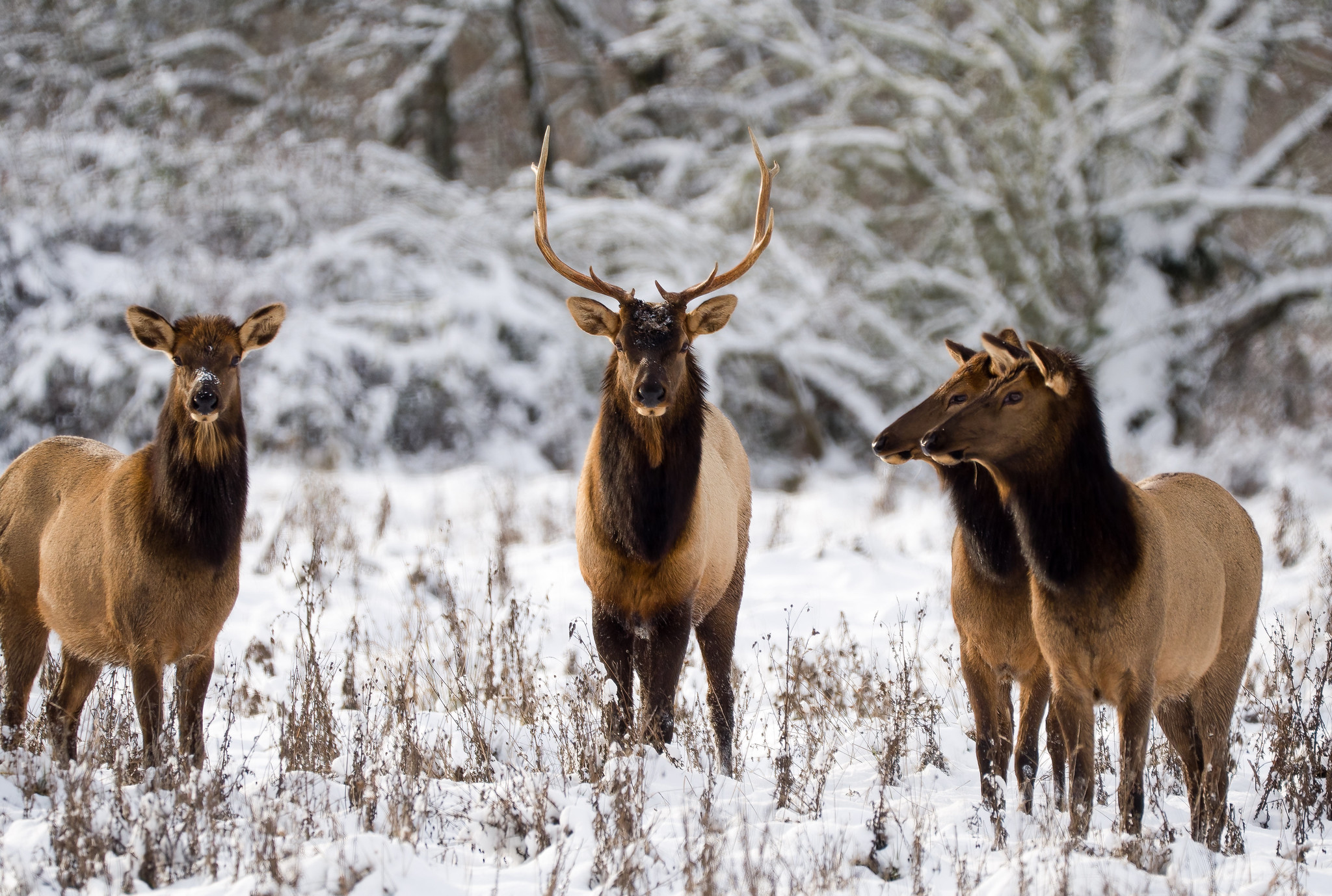 An oregon man was sentenced for poaching elk and mule deer