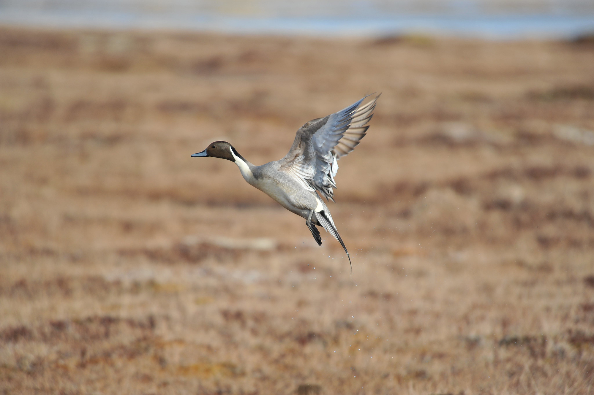 A drake pintail takes off from a NWR in Alaska