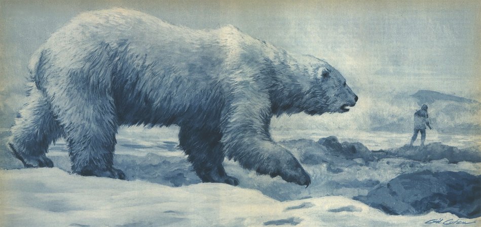 A polar bear stalks a man