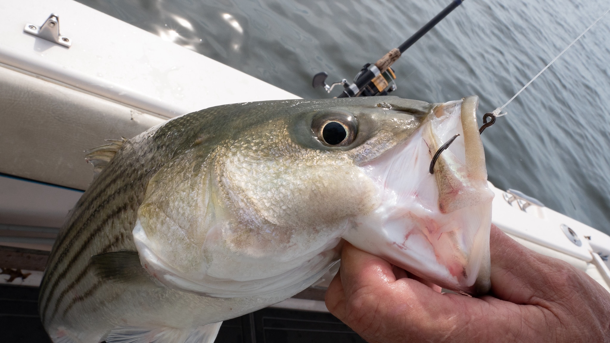 A hand grips a striped bass in the mouth, while a hook sticks out the side.