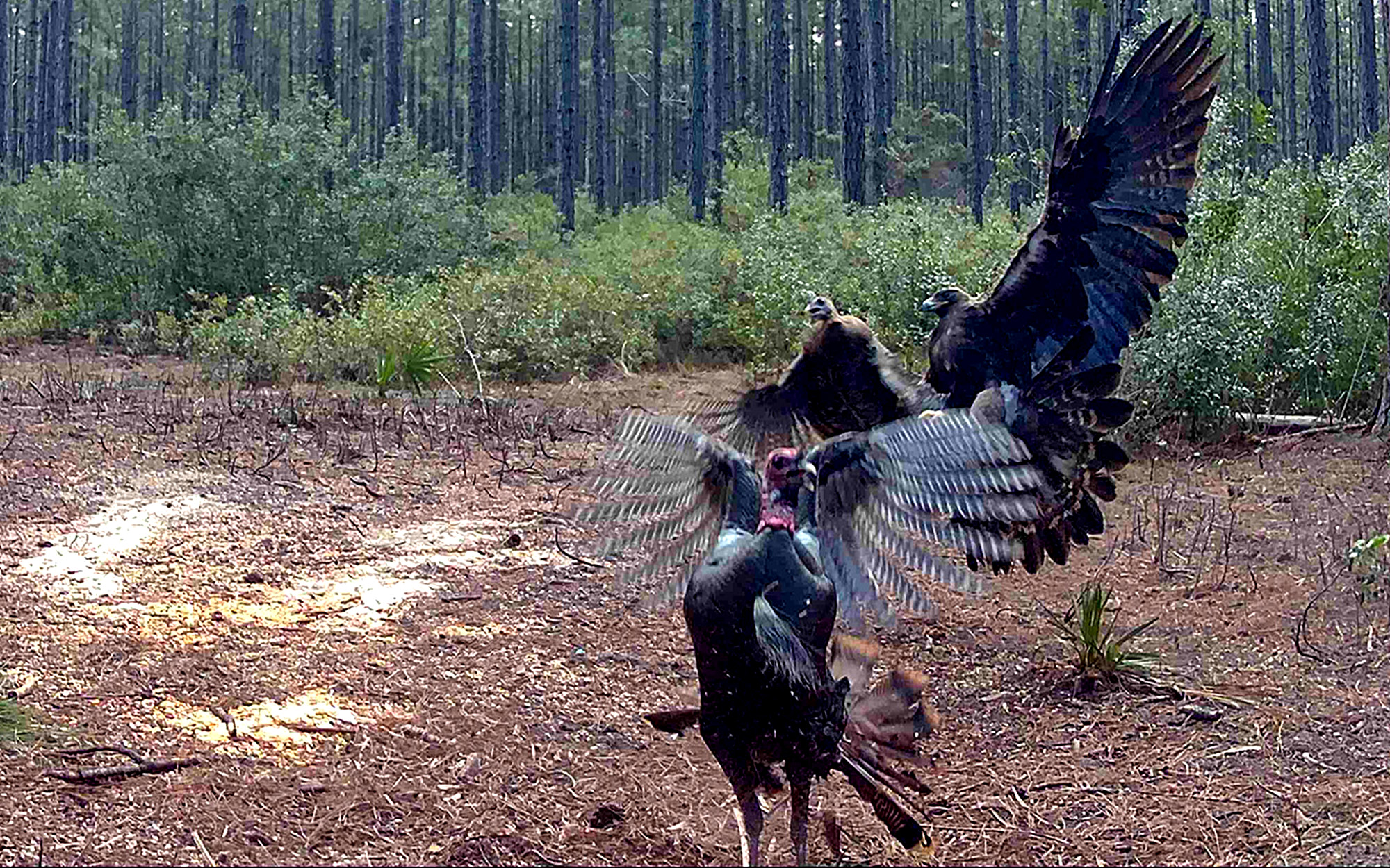 Incredible Trail Cam Pics Show a Golden Eagle Dive-Bombing and Killing a Wild Turkey