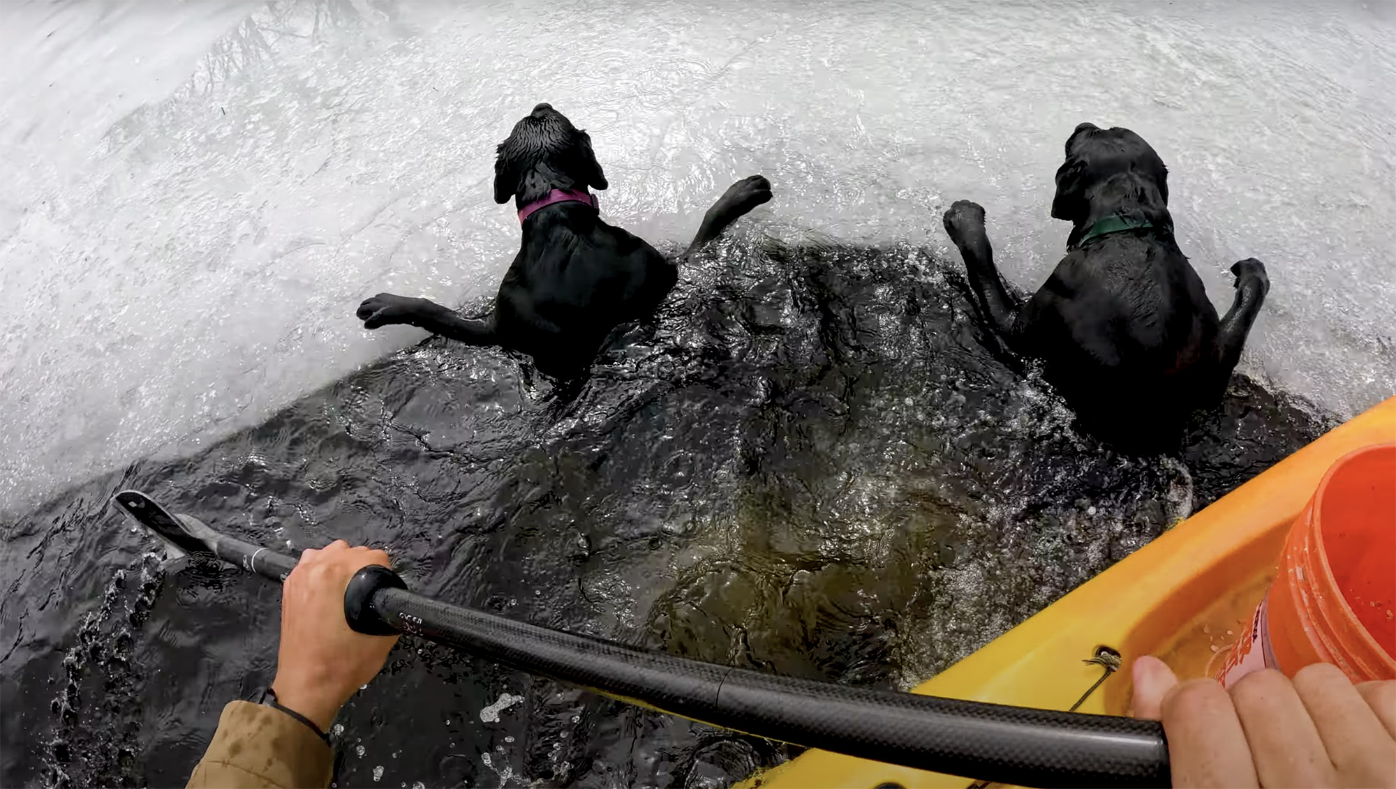 Watch a Kayak Fisherman Save Two Dogs from Drowning in an Icy River