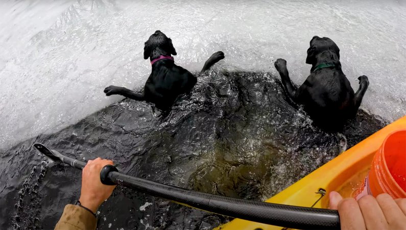 A kayak angler's perspective of rescuing dogs from an icy river.