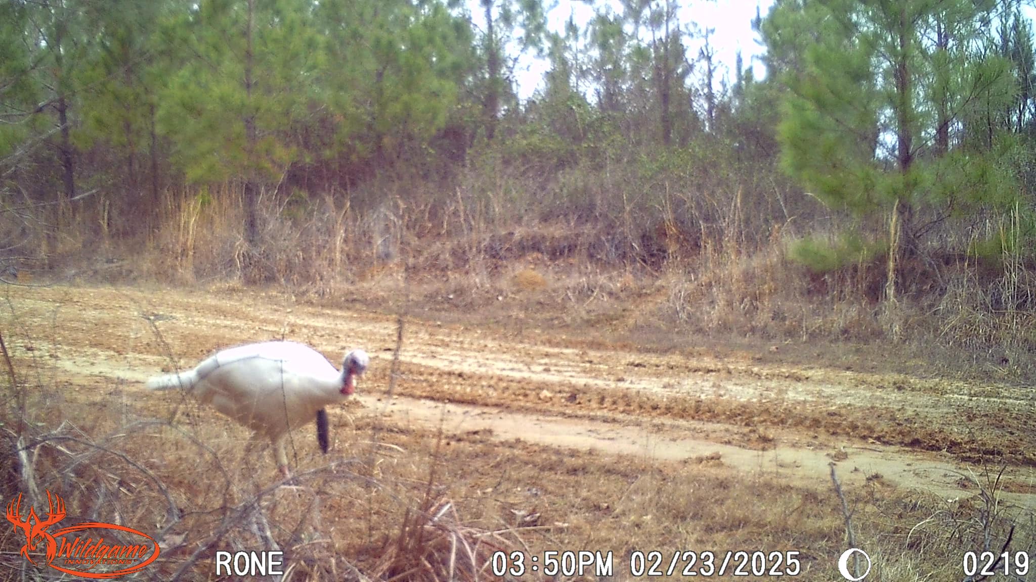 A trail camera image of a white turkey with a black beard walking down a dirt path.