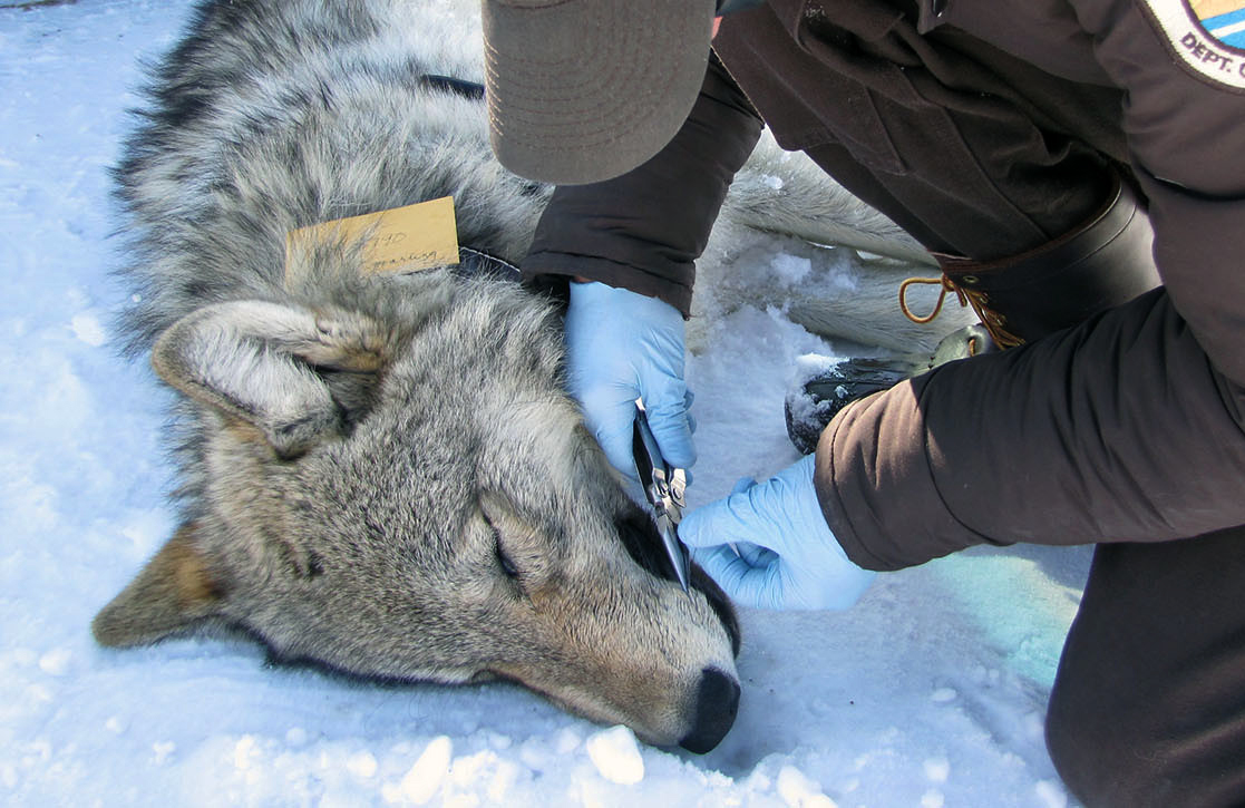 One of Colorado’s Released Wolves Was Killed by Federal Officials in Wyoming